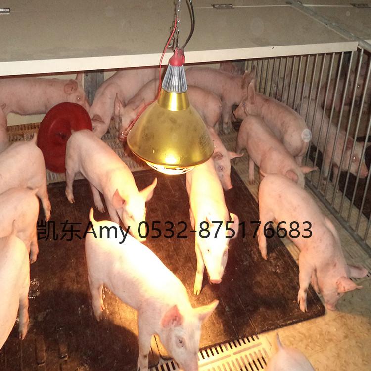 母猪垫 青岛凯东橡胶育肥垫 猪用料槽垫 耐撕裂猪舍垫