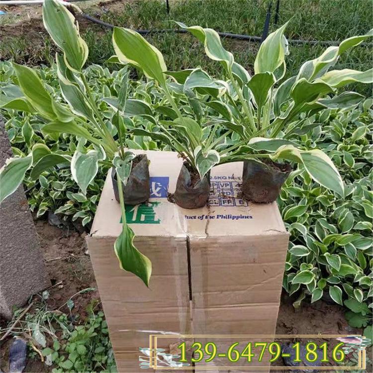 山东金边玉簪批发 紫花玉簪价格 适合树底下种植的花卉
