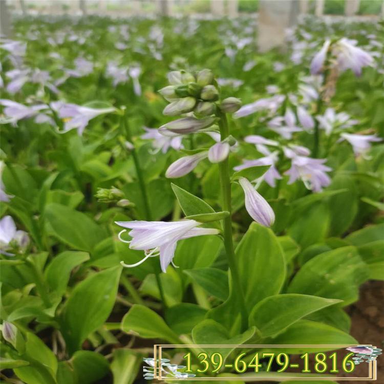 基地销售耐荫花卉 花叶玉簪营养钵苗 紫花玉簪 白花玉簪