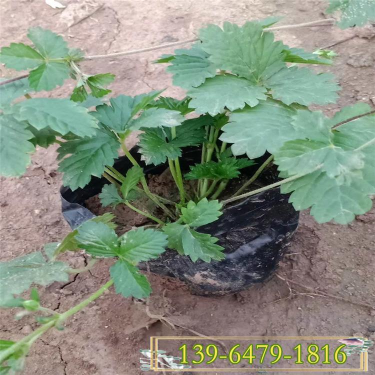 山东五叶委陵菜批发 三叶委陵菜价格 委陵菜盆苗批发