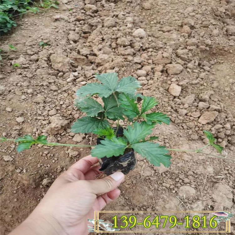 委陵菜报价 五叶委陵菜 三叶委陵菜护坡固土植物