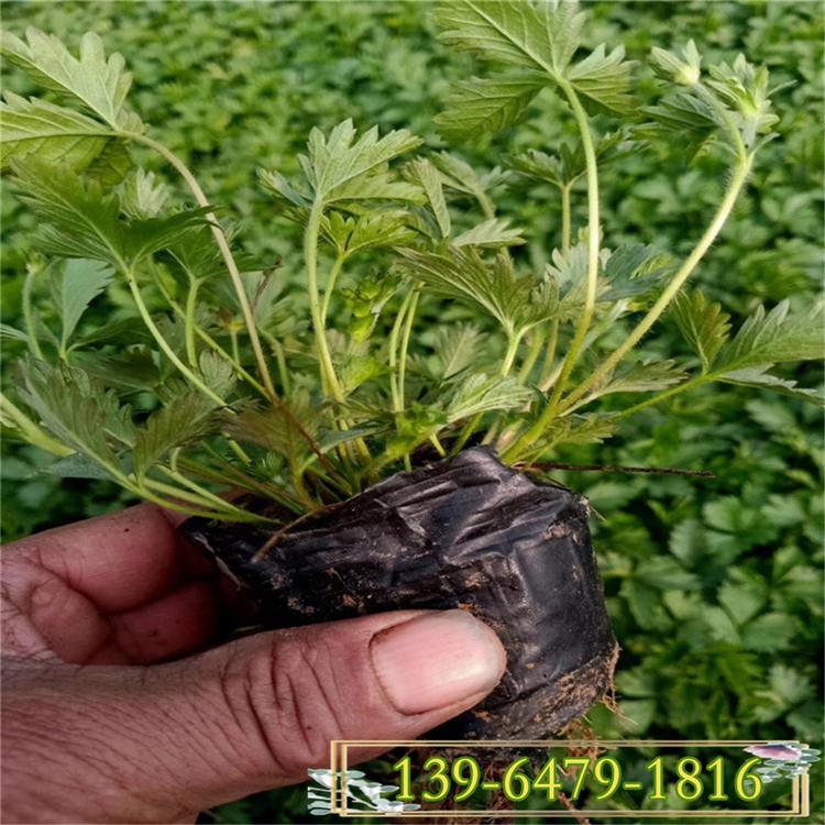 五叶委陵菜小苗批发 爬蔓植物三叶委陵菜盆苗 覆盖地表植物