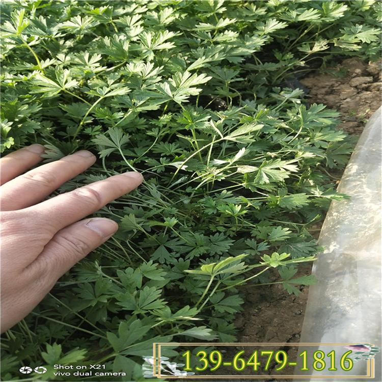 三叶委陵菜 五叶委陵菜盆苗 青州苗圃委陵菜幼苗出售