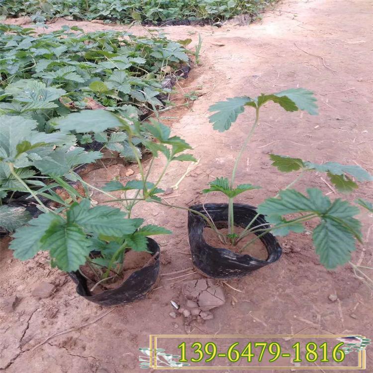 五叶委陵菜批发 爬蔓植物三叶委陵菜盆苗 覆盖地表植物