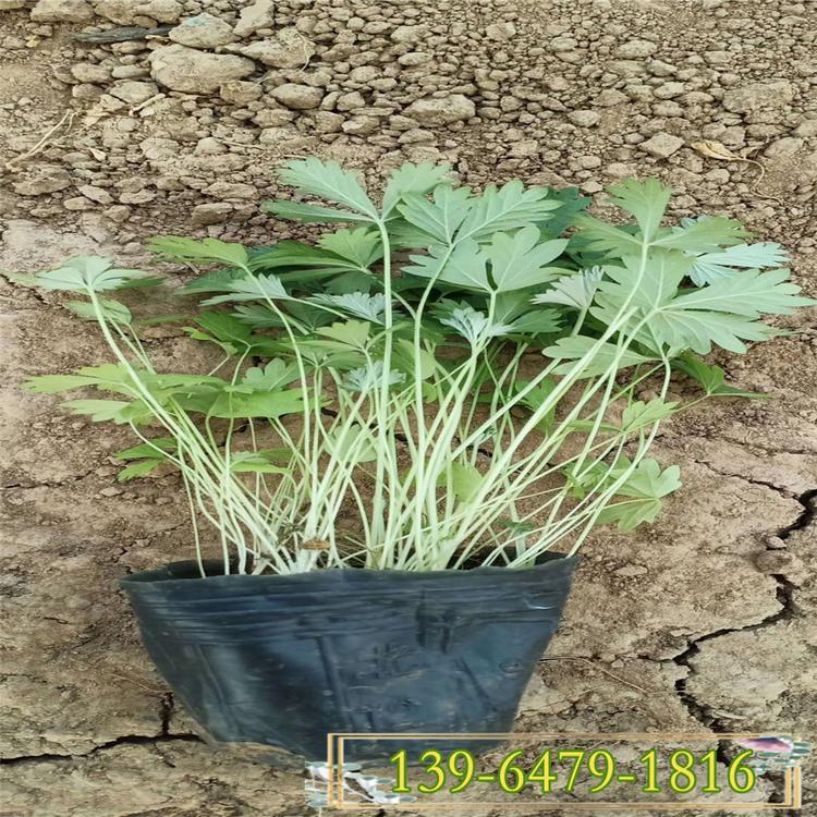 三叶委陵菜价格 五叶委陵菜容器苗 露天绿化工程花卉