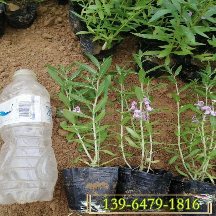 粉色香彩雀 香彩雀盆苗价格 香彩雀种植基地