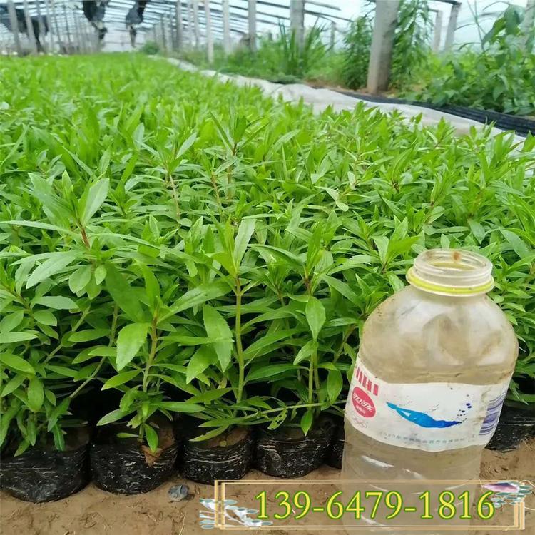 粉色香彩雀小苗 紫色香彩雀盆苗价格 香彩雀幼苗种植基地