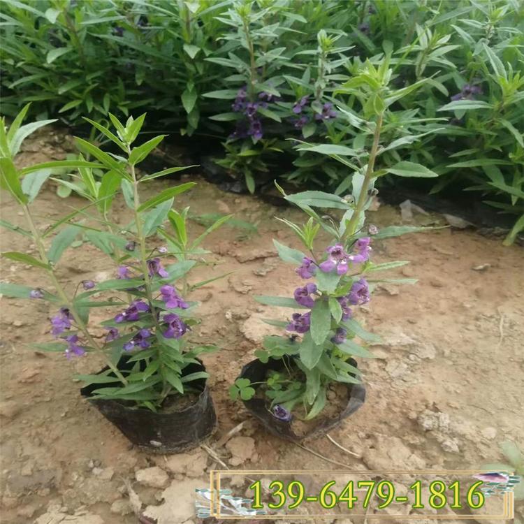 紫色香彩雀 大量供应草花香彩雀盆苗 公园绿化用花