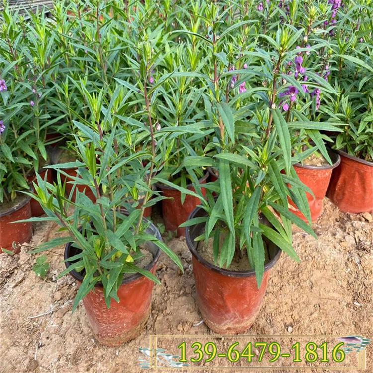 好品质香彩雀基地报价 便宜的香彩雀高度15-30公分