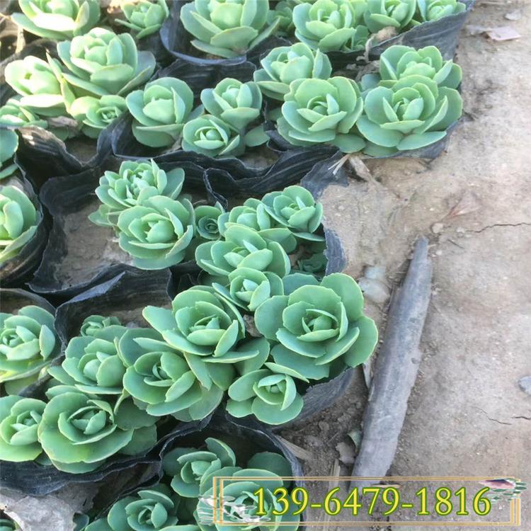 宿根花卉三七景天 八宝景天盆苗 绿化多肉植物