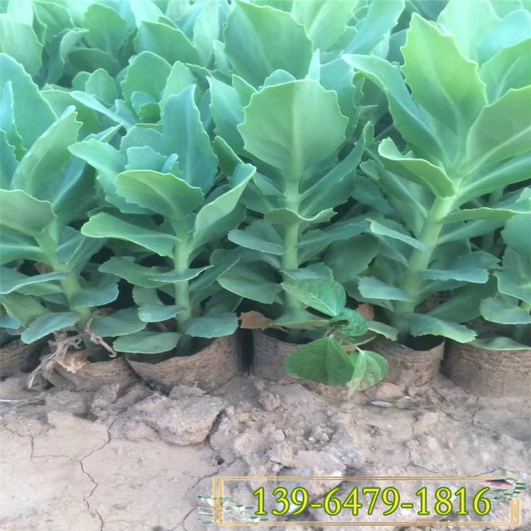 花海用花八宝景天营养杯苗  道路绿化中华景天 花坛花镜草花量大优惠