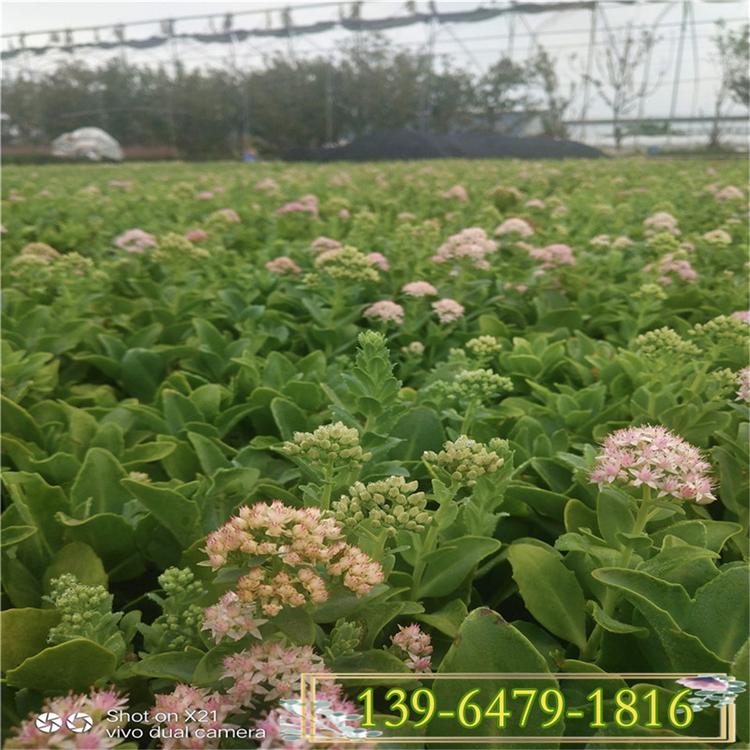 粉花八宝景天种植基地  八宝景天供应价格 花期7-10月