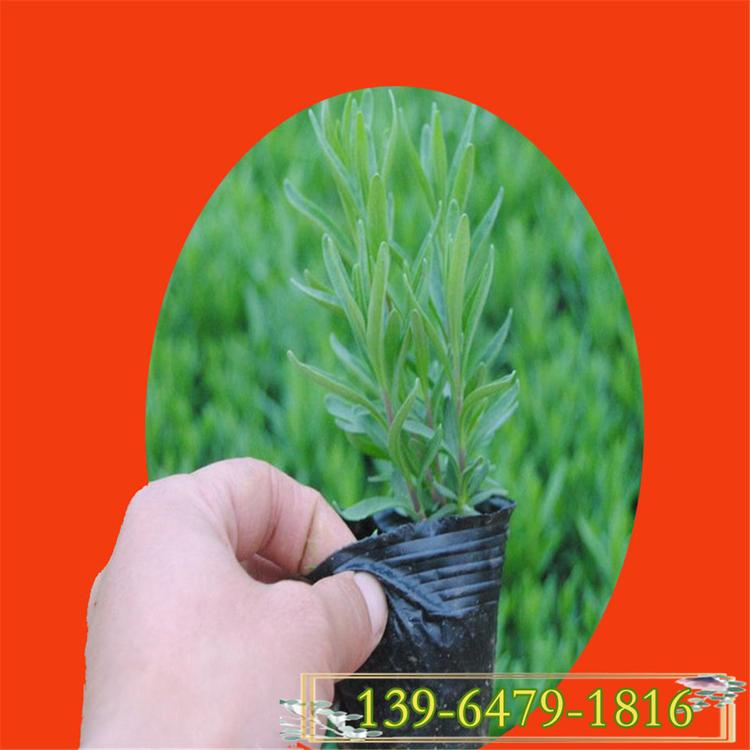 薰衣草盆苗 大量供应草花薰衣草 打造花海绿化工程用花