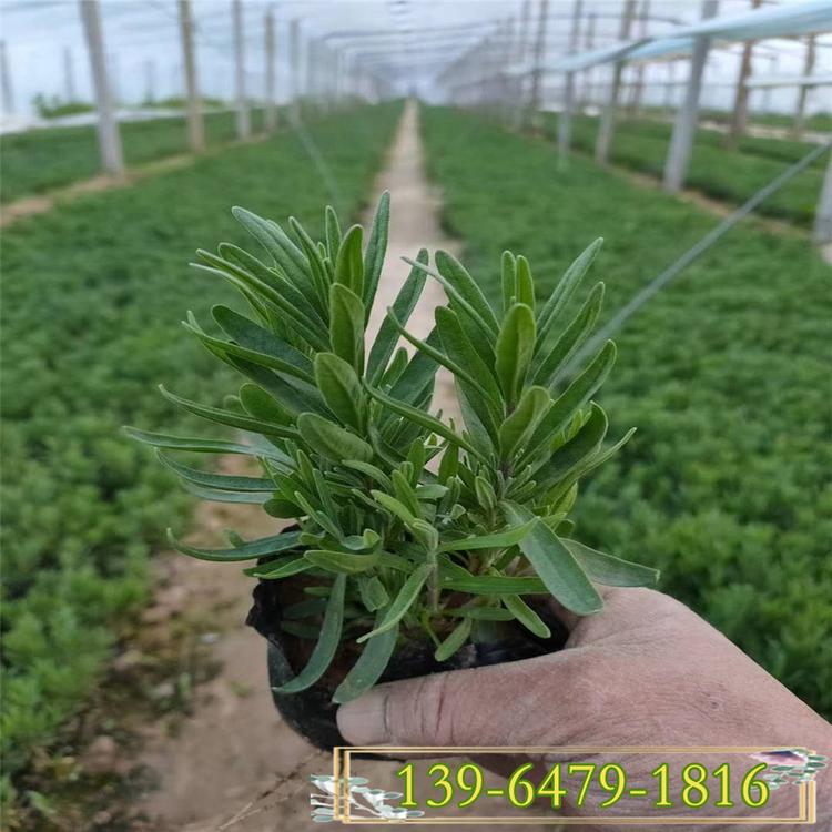 薰衣草花苗 大量供应多年生草花薰衣草盆苗  紫色芳香花海