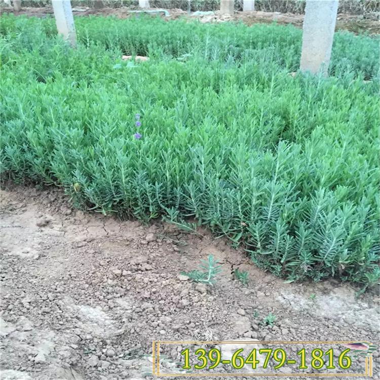 薰衣草花海营养钵苗批发价格 狭叶薰衣草山东种植基地