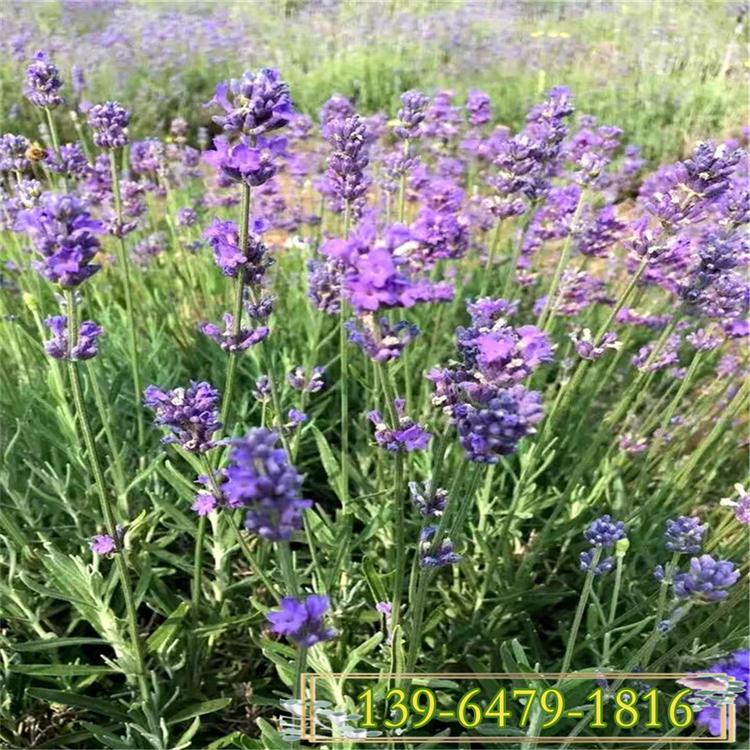 多年生薰衣草 耐盐碱抗风沙薰衣草营养杯苗 薰衣草简单介绍