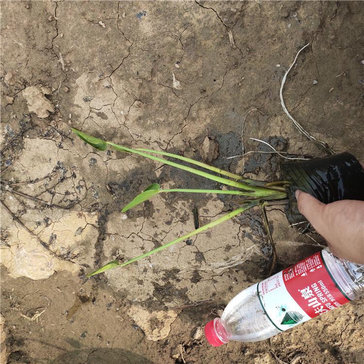 梭鱼草大量供应   梭鱼草基地直销  批发梭鱼草价格
