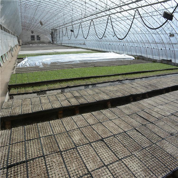 大量上市甜瓜种苗量大从优   大量上市甜瓜种苗