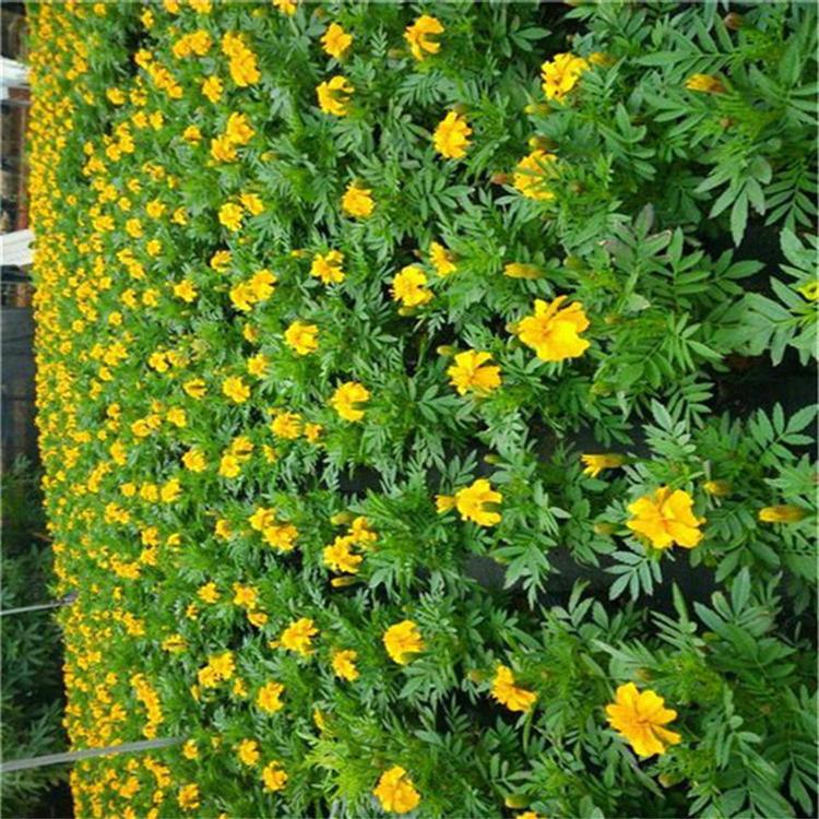 孔雀草种苗 孔雀草地被植物 常年供应