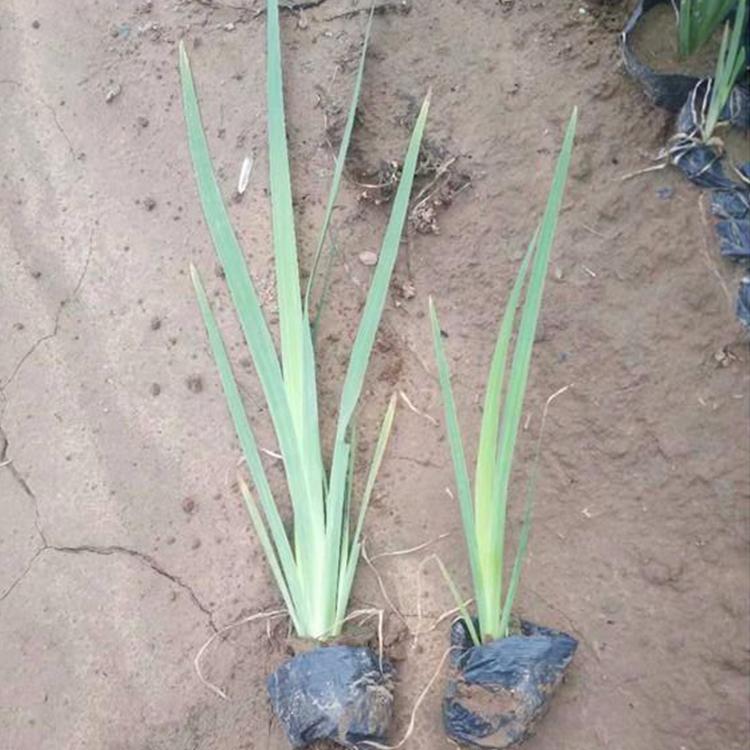 苗圃直供 水生鸢尾批发价格 水生鸢尾种植基地