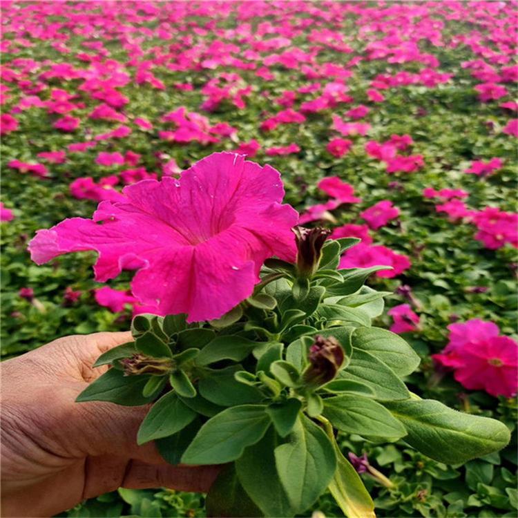矮牵牛营养杯苗 矮牵牛绿化花卉 培育基地种植