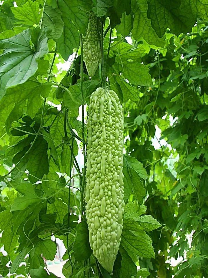 批发销售苦瓜种苗种植基地供应销售   批发销售苦瓜种苗