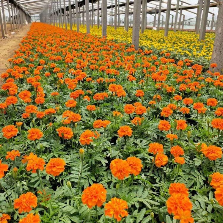 孔雀草种植基地 青州孔雀草杯苗