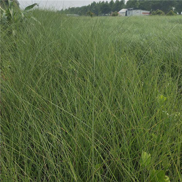 细叶芒苗 山东草花批发商 为您报价[岱青园林]