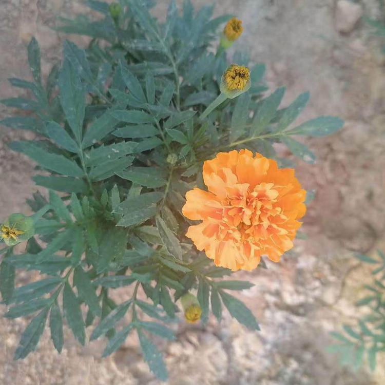 海润 孔雀草供应 孔雀草出售 量大优惠