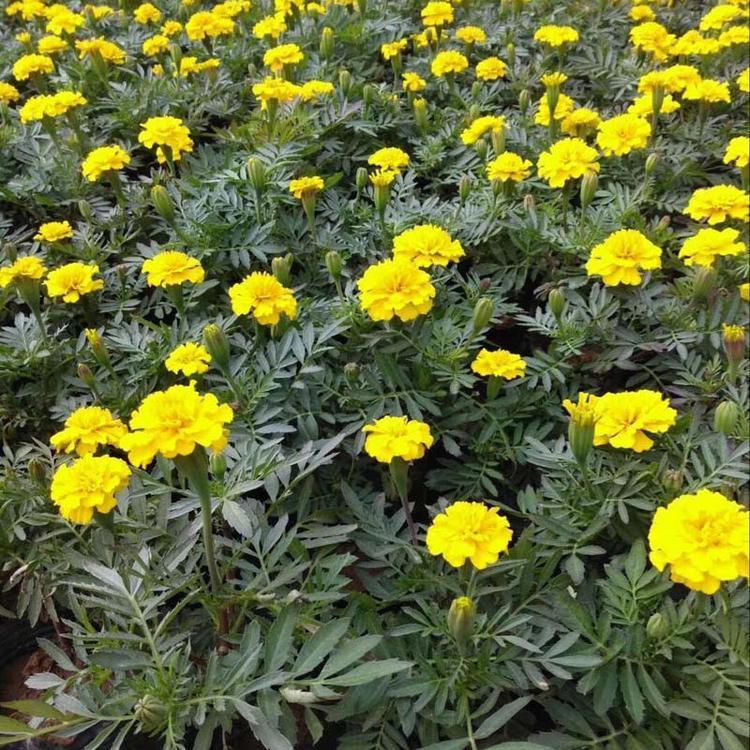 孔雀草 青州孔雀草批发商 孔雀草培育