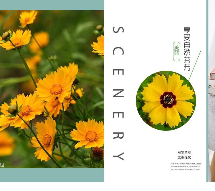 金鸡菊供应商  金鸡菊