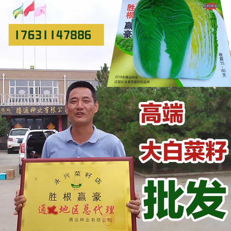 大白菜种子高抗根肿病不烧心抗干烧心黄心大白菜籽秋冬季播种根王胜根腾运种业厂家批发代理大白菜种子高桩白菜矮白菜实心白菜郭心金北京康饼新三号改良青杂三号87-114大白菜籽种子铁将军矮大头火锅菜耐储白菜叠