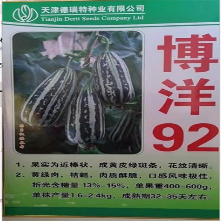 温室种植甜瓜苗批发种苗    温室种植甜瓜苗