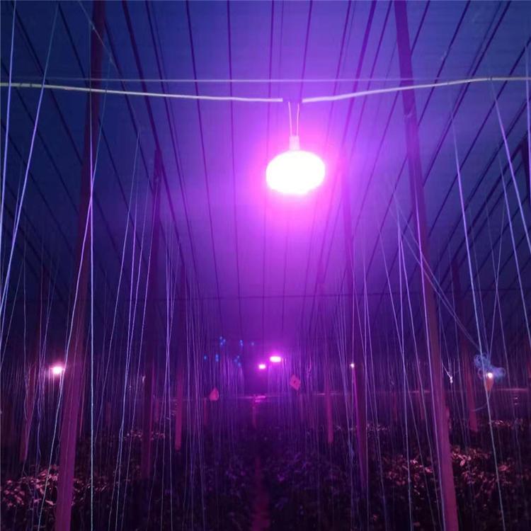 山东红光LED植物生长补光灯价格  山东红光LED植物生长补光灯