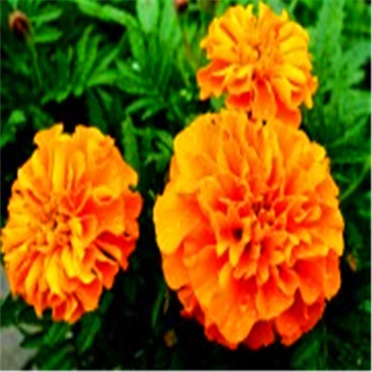 孔雀草小苗种植基地  时令草花 孔雀草价格 青州孔雀草