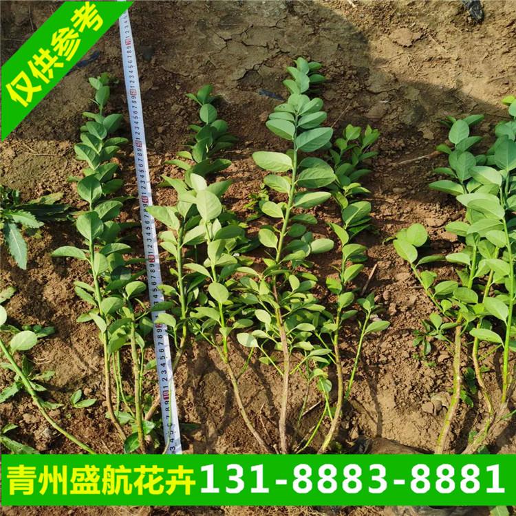 青州卫矛小苗种植基地