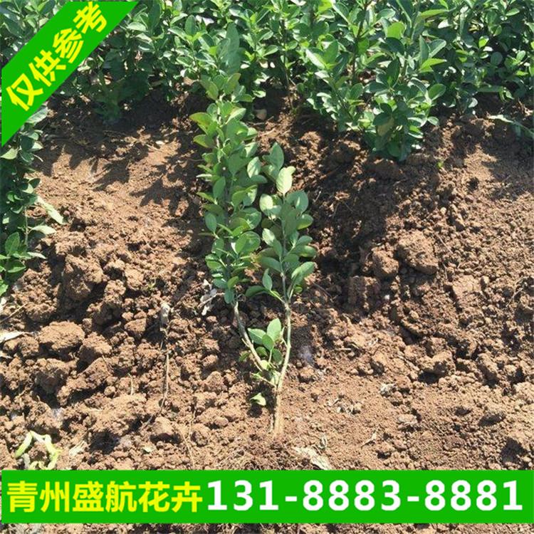 村庄绿化苗木 小区绿化卫矛小苗价格 青州盛航花卉