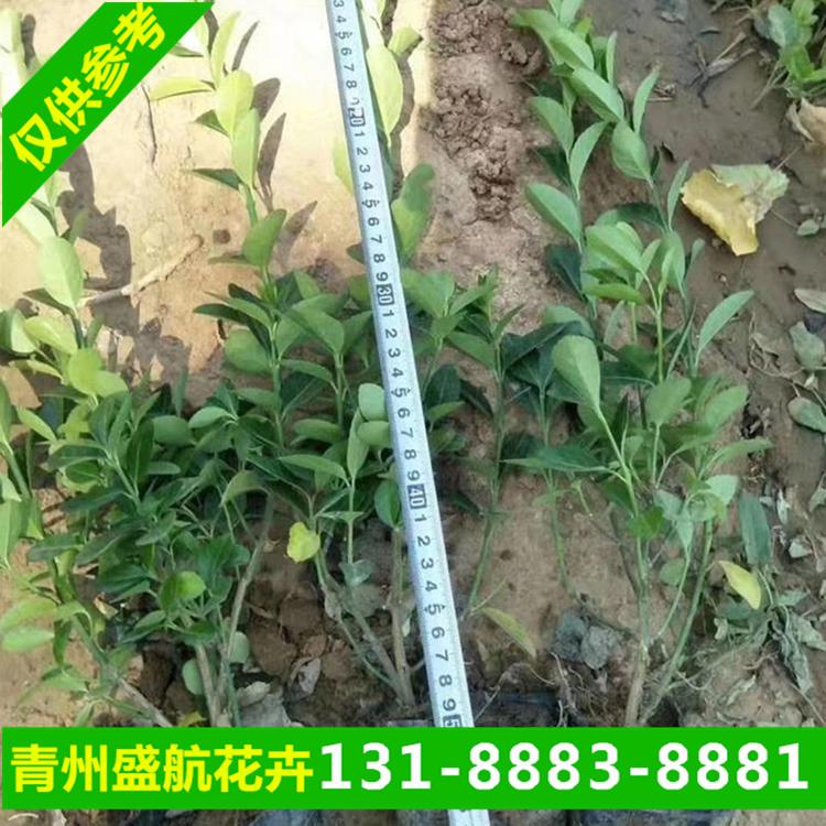道路绿化卫矛小苗低价 卫矛球供应