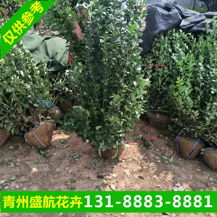 小区绿化苗木 卫矛球小苗效果好