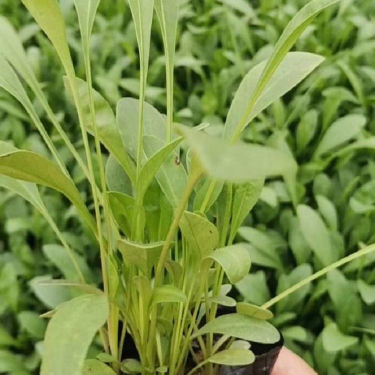 价格优惠 金鸡菊批发价格 金鸡菊批发报价