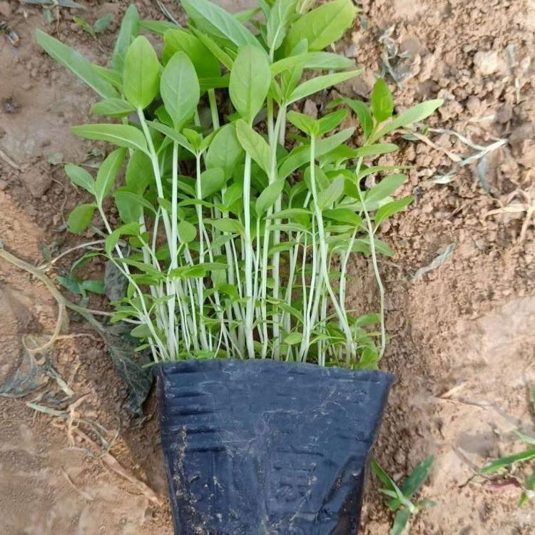 千屈菜直售 千屈菜价格 千屈菜大量供应