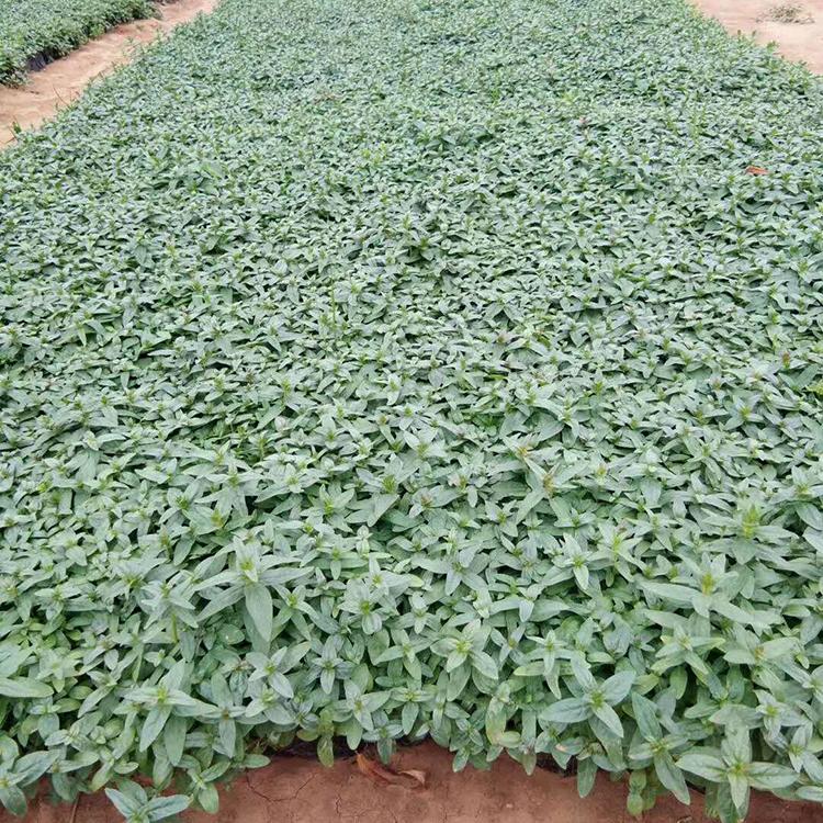 青州诺森供应千屈菜幼苗 千屈菜批发价格 千屈菜基地直供