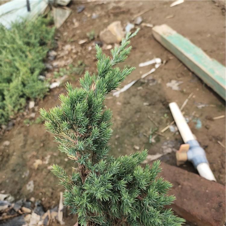 山东绿化苗木 铺地柏批发 上盆铺地柏