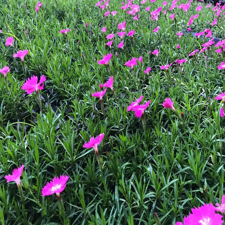 一起去观赏  欧石竹花海 欧石竹批发商