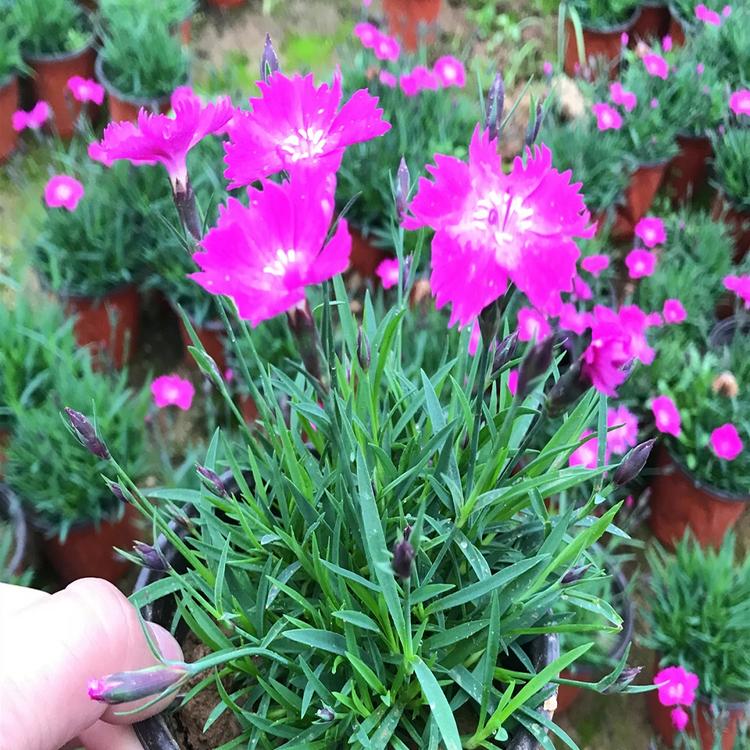 苗圃直供多种花色  欧石竹小苗培育 欧石竹杯苗供应商