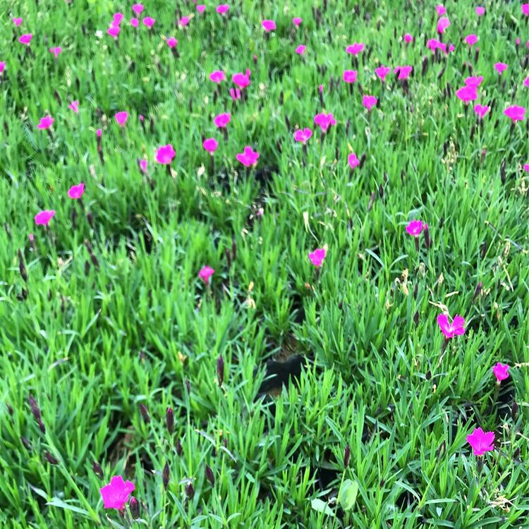 欧石竹花海 青州花海供应商 地邦