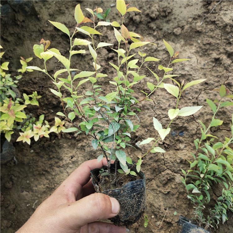 金焰绣线菊基地 山东金焰绣线菊营养钵