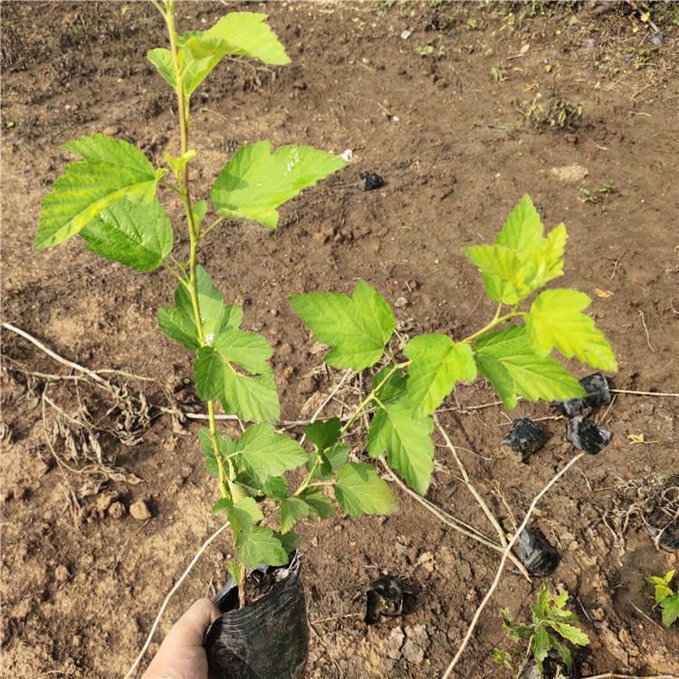 金叶风箱果小苗 苗圃供应 青州金叶风箱果销售商