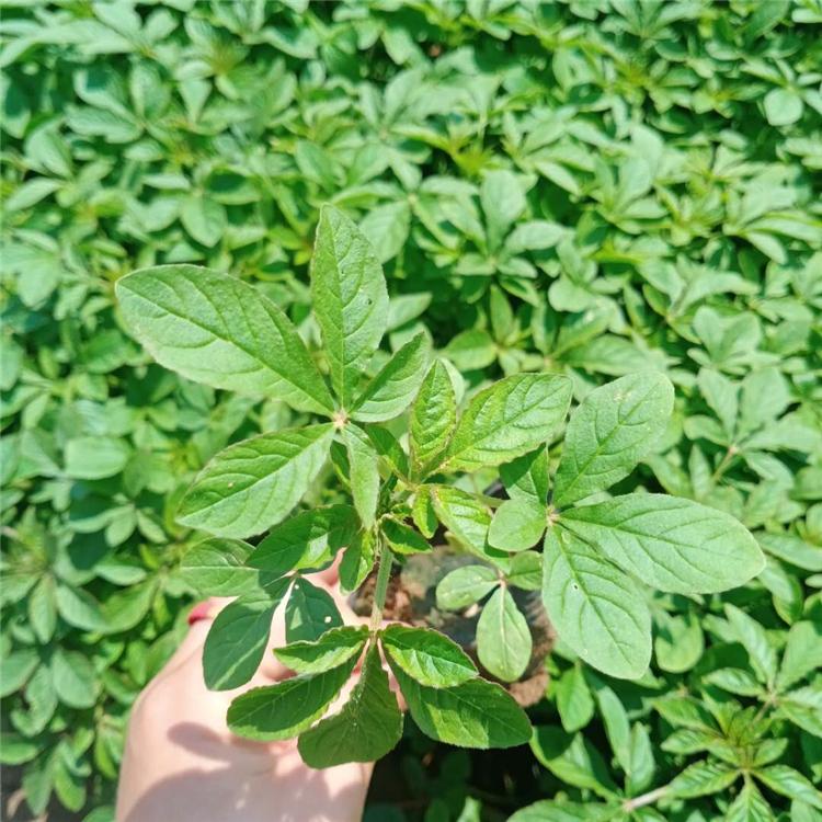 醉蝶花 凯洋花卉基地直销醉蝶花 量大优惠
