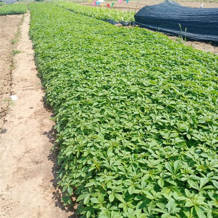 醉蝶花批发 醉蝶花报价 青州醉蝶花种植基地